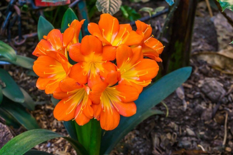 17 uitdagende planten voor beginnende tuiniers (vermijd deze!) 
