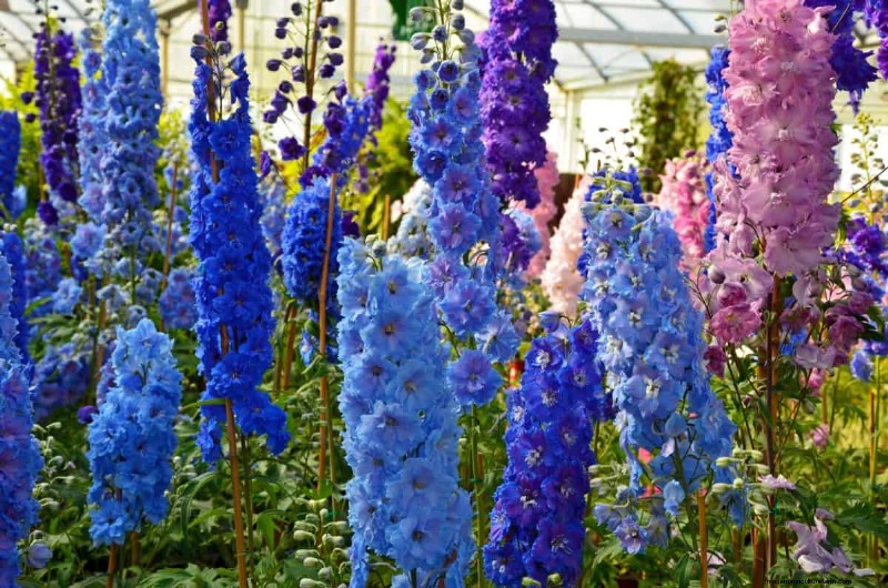17 uitdagende planten voor beginnende tuiniers (vermijd deze!) 