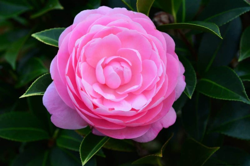 17 uitdagende planten voor beginnende tuiniers (vermijd deze!) 