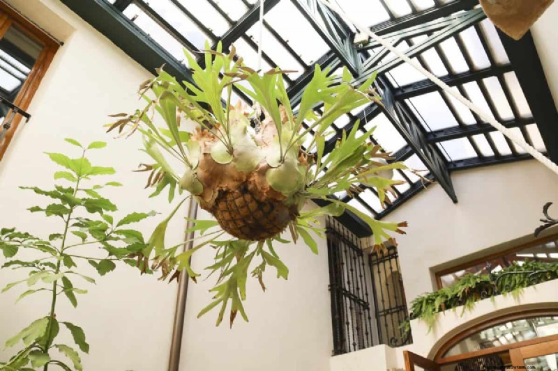 17 uitdagende planten voor beginnende tuiniers (vermijd deze!) 