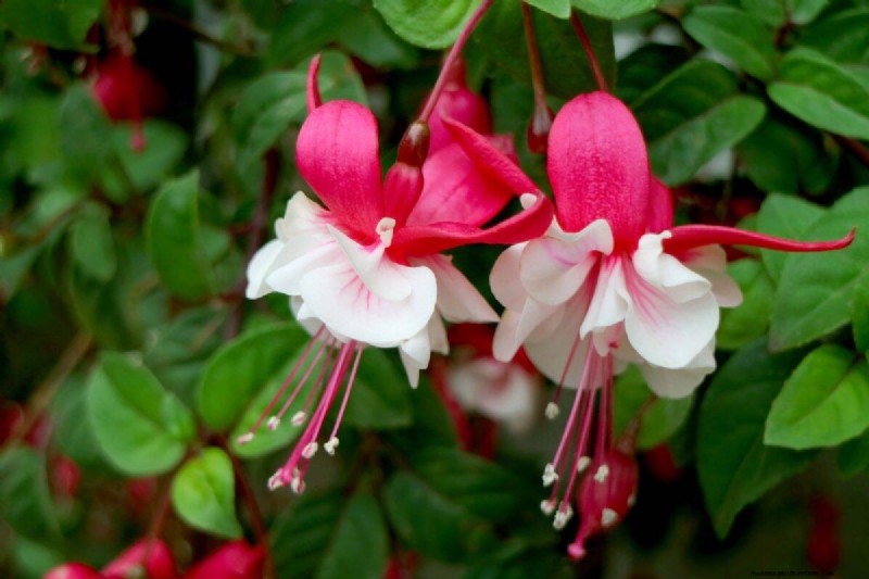 17 uitdagende planten voor beginnende tuiniers (vermijd deze!) 