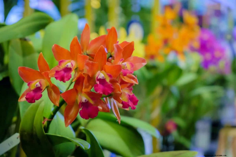 17 uitdagende planten voor beginnende tuiniers (vermijd deze!) 