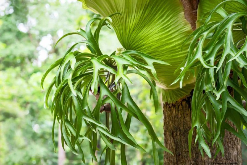 17 uitdagende planten voor beginnende tuiniers (vermijd deze!) 