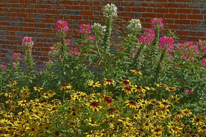 Beste bloemen om in juli te zaaien voor een late zomertuin | Depositphotos 