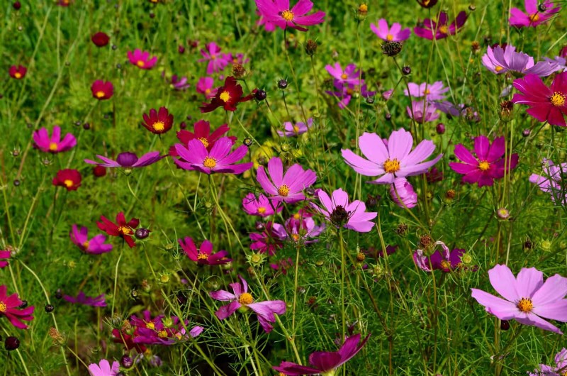Beste bloemen om in juli te zaaien voor een late zomertuin | Depositphotos 