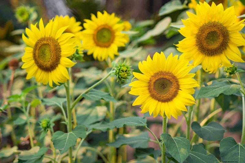Beste bloemen om in juli te zaaien voor een late zomertuin | Depositphotos 