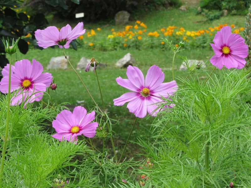Beste bloemen om in juli te zaaien voor een late zomertuin | Depositphotos 