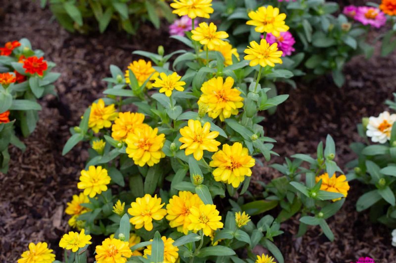 Beste bloemen om in juli te zaaien voor een late zomertuin | Depositphotos 