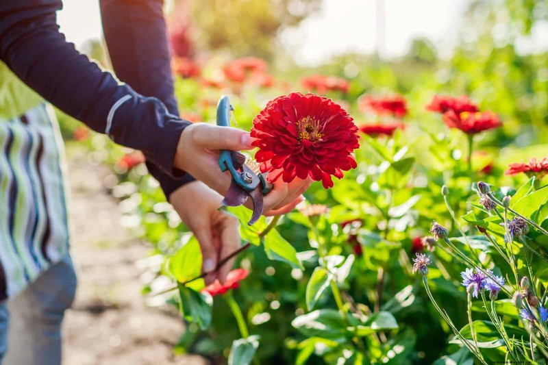 Beste bloemen om in juli te zaaien voor een late zomertuin | Depositphotos 