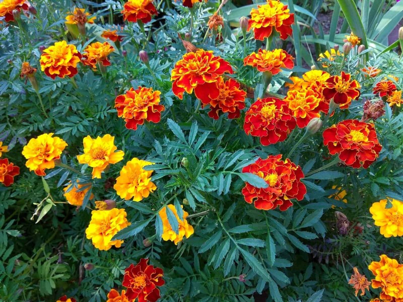 Beste bloemen om in juli te zaaien voor een late zomertuin | Depositphotos 
