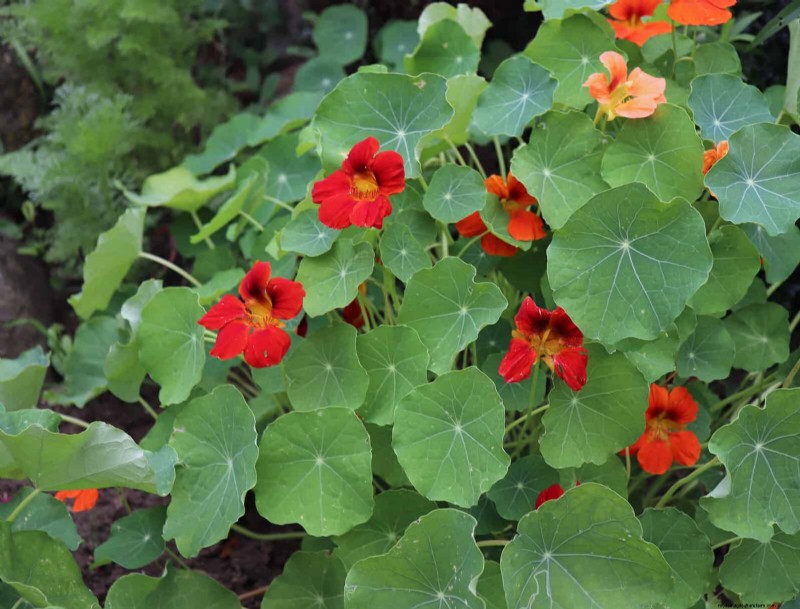 Beste bloemen om in juli te zaaien voor een late zomertuin | Depositphotos 