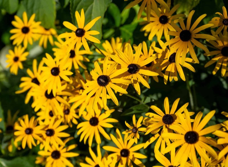 Beste bloemen om in juli te zaaien voor een late zomertuin | Depositphotos 