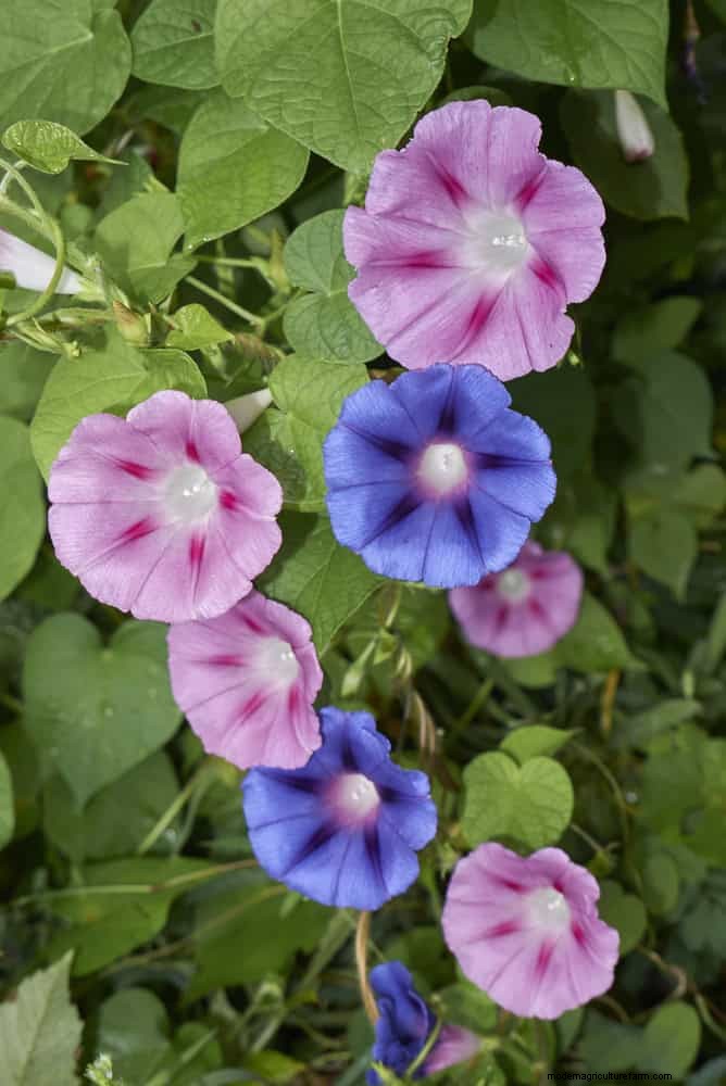 Beste bloemen om in juli te zaaien voor een late zomertuin | Depositphotos 