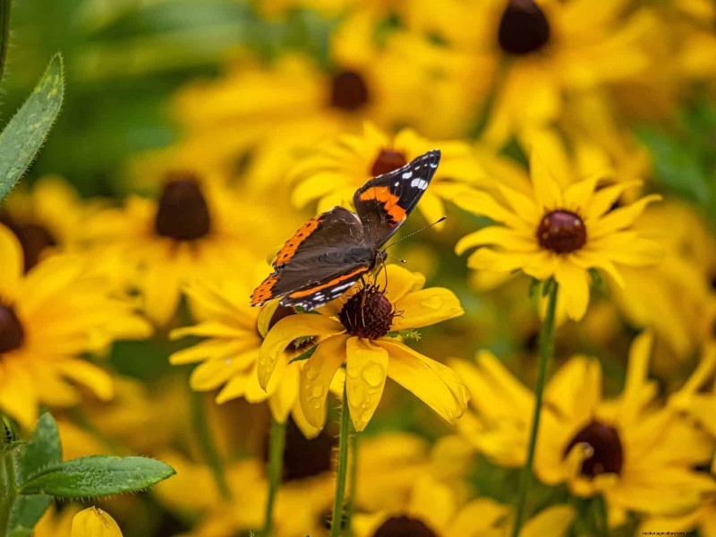 Beste bloemen om in juli te zaaien voor een late zomertuin | Depositphotos 