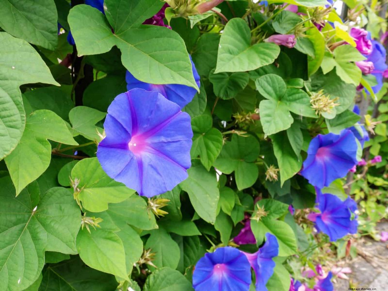 Beste bloemen om in juli te zaaien voor een late zomertuin | Depositphotos 