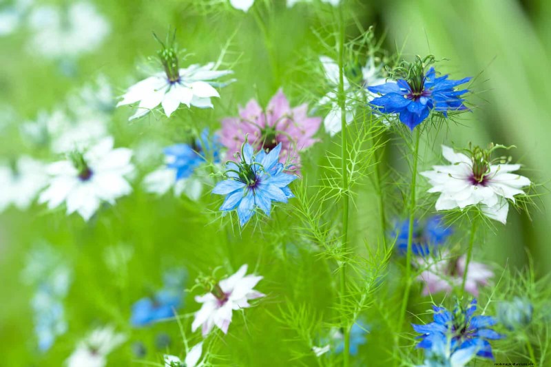 Beste bloemen om in juli te zaaien voor een late zomertuin | Depositphotos 