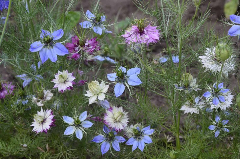 Beste bloemen om in juli te zaaien voor een late zomertuin | Depositphotos 