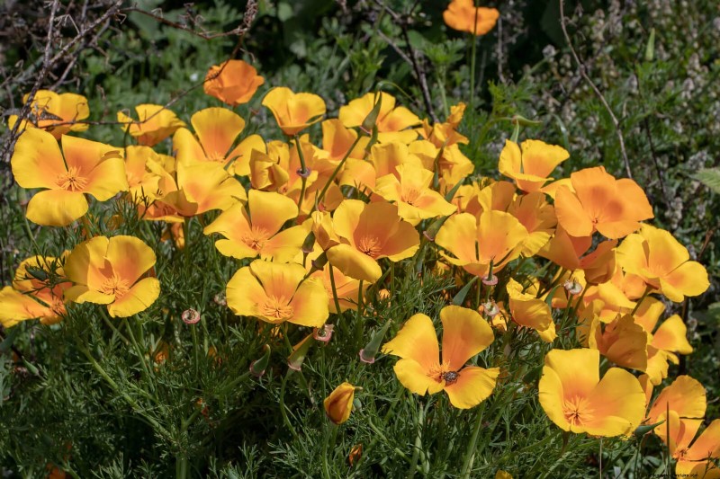 Beste bloemen om in juli te zaaien voor een late zomertuin | Depositphotos 