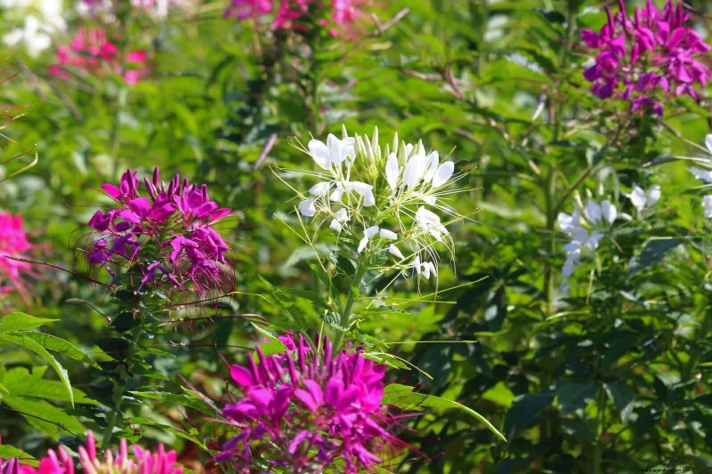 Beste bloemen om in juli te zaaien voor een late zomertuin | Depositphotos 
