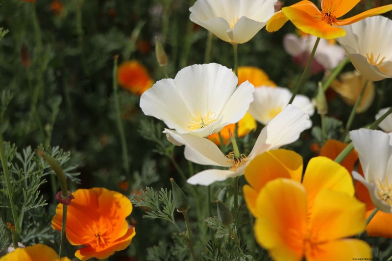 Beste bloemen om in juli te zaaien voor een late zomertuin | Depositphotos 