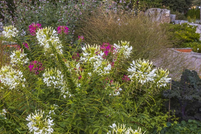 Beste bloemen om in juli te zaaien voor een late zomertuin | Depositphotos 