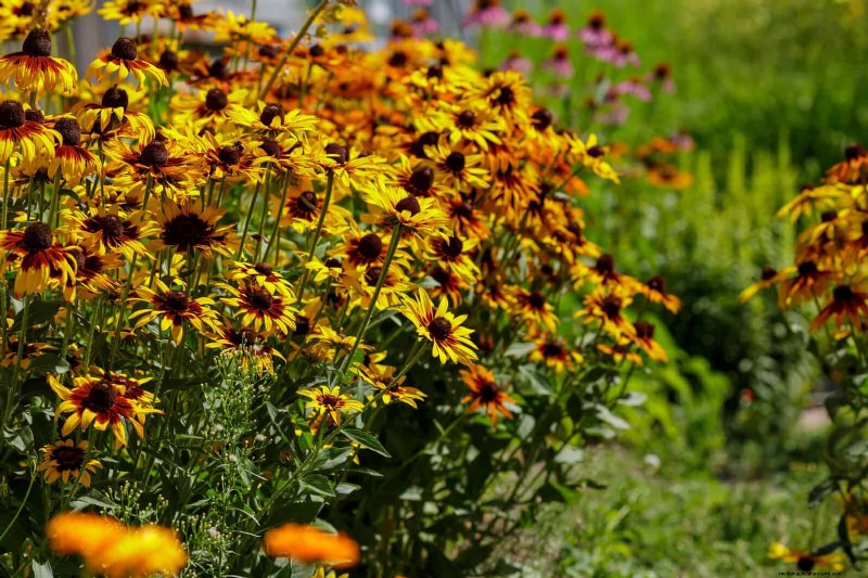 Beste bloemen om in juli te zaaien voor een late zomertuin | Depositphotos 