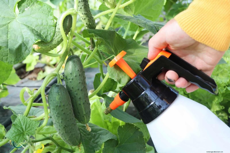 季節半ばの菜園の手入れ:豊かな収穫のための 15 のタスク 