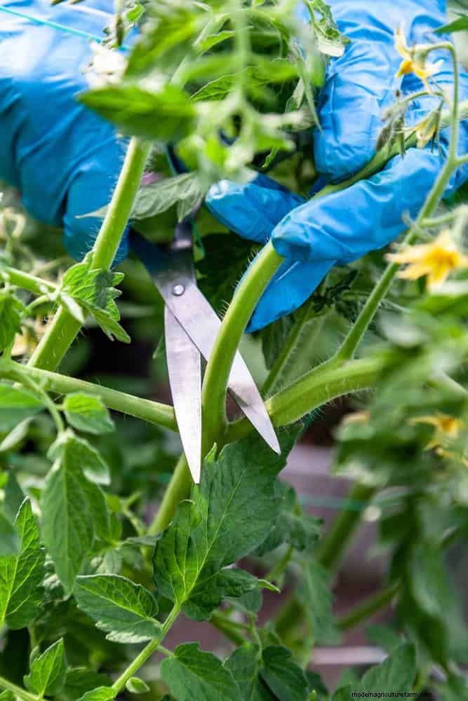 季節半ばの菜園の手入れ:豊かな収穫のための 15 のタスク 