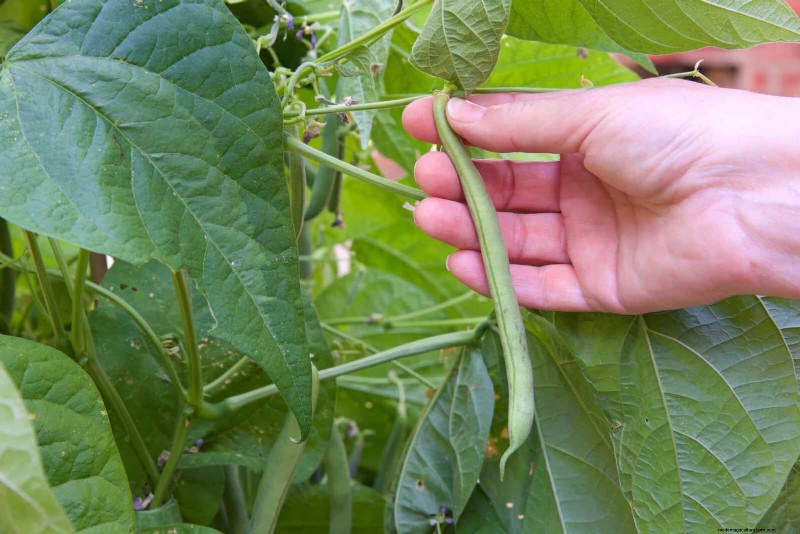 季節半ばの菜園の手入れ:豊かな収穫のための 15 のタスク 