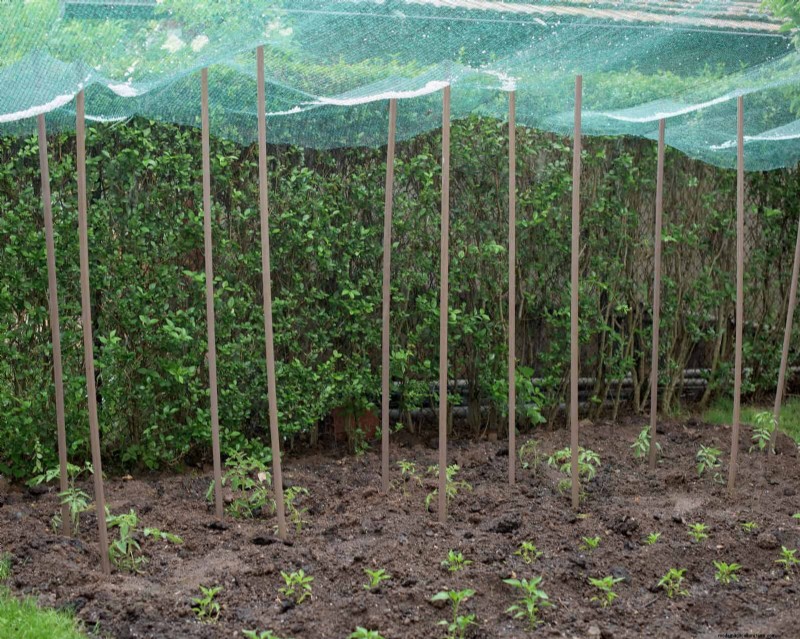 季節半ばの菜園の手入れ:豊かな収穫のための 15 のタスク 