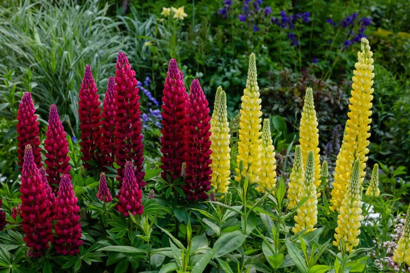 7月の暑さストレス:しおれる15の植物とその対処法 