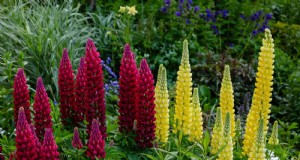 7月の暑さストレス:しおれる15の植物とその対処法 