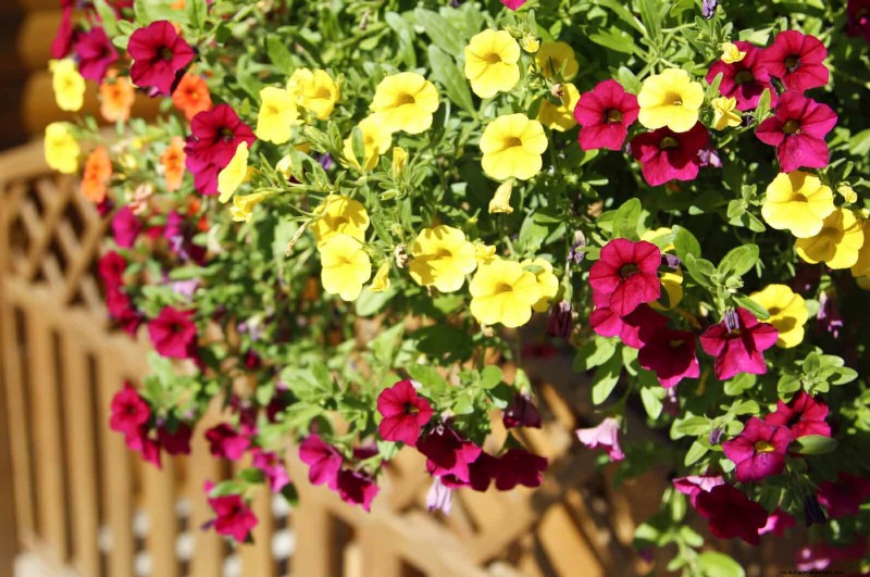 7月の暑さストレス:しおれる15の植物とその対処法 