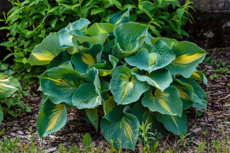 7月の暑さストレス:しおれる15の植物とその対処法 