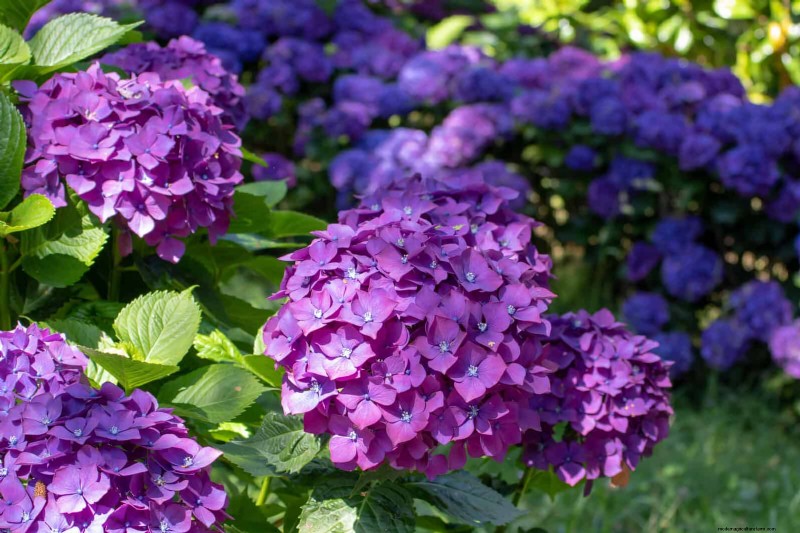 7月の暑さストレス:しおれる15の植物とその対処法 