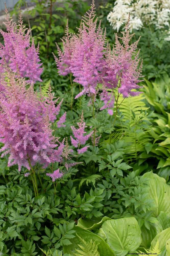 7月の暑さストレス:しおれる15の植物とその対処法 