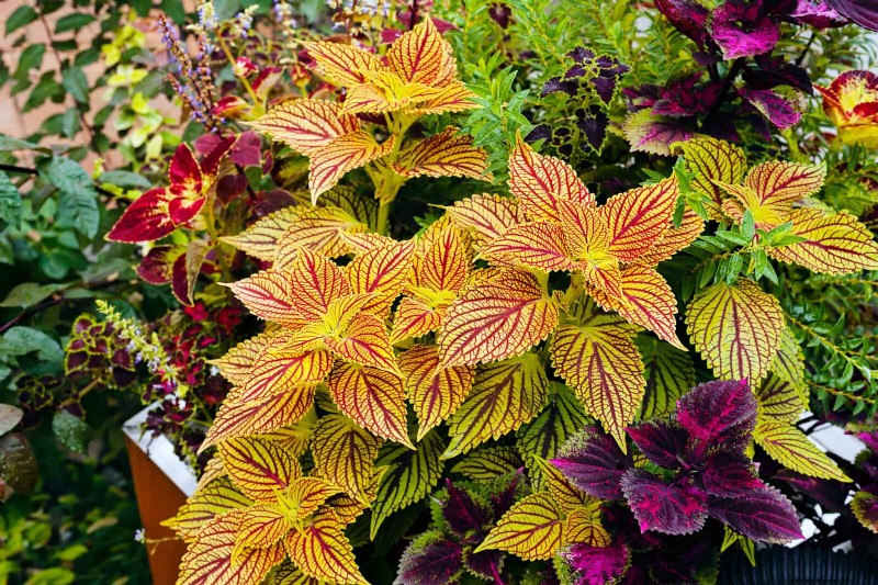 7月の暑さストレス:しおれる15の植物とその対処法 