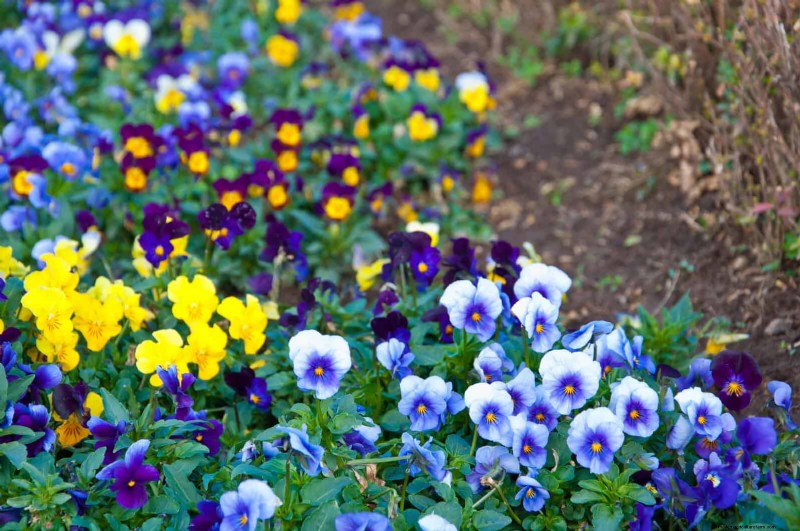 7月の暑さストレス:しおれる15の植物とその対処法 