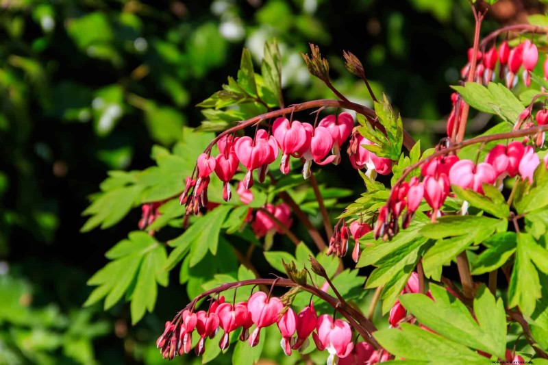7月の暑さストレス:しおれる15の植物とその対処法 