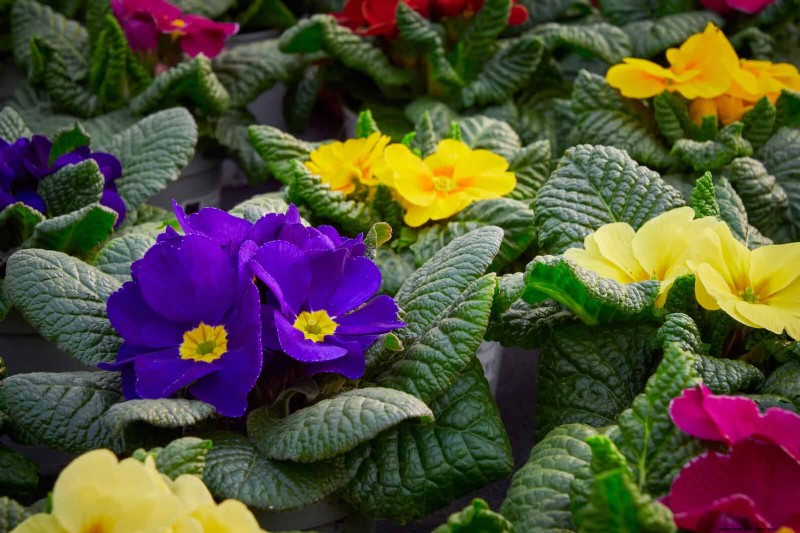7月の暑さストレス:しおれる15の植物とその対処法 