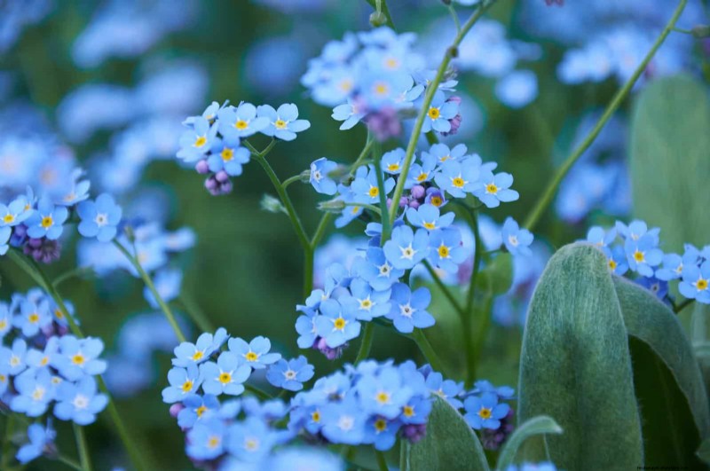 7月の暑さストレス:しおれる15の植物とその対処法 