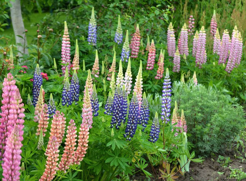 7月の暑さストレス:しおれる15の植物とその対処法 