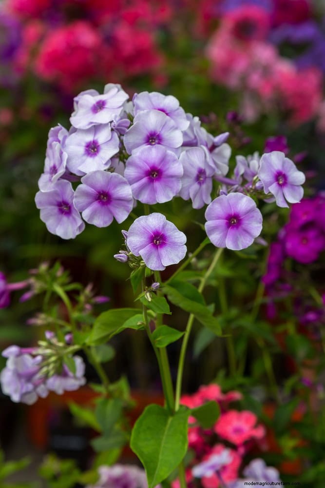 7月の暑さストレス:しおれる15の植物とその対処法 