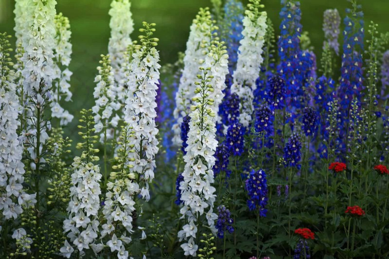 7月の暑さストレス:しおれる15の植物とその対処法 