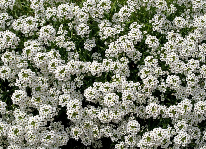 7月の暑さストレス:しおれる15の植物とその対処法 