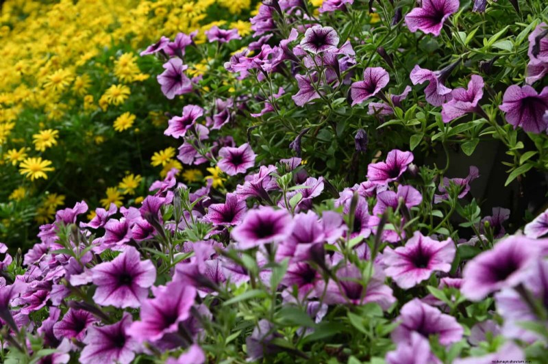 7月の暑さストレス:しおれる15の植物とその対処法 