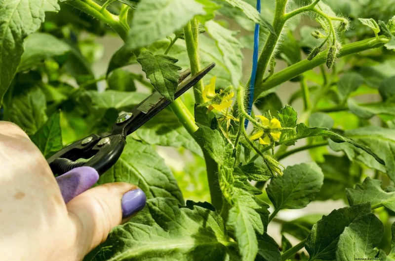 7月の剪定ガイド:剪定すべき11の植物と避けるべき7つの植物 