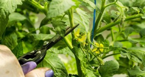 7月の剪定ガイド:剪定すべき11の植物と避けるべき7つの植物 