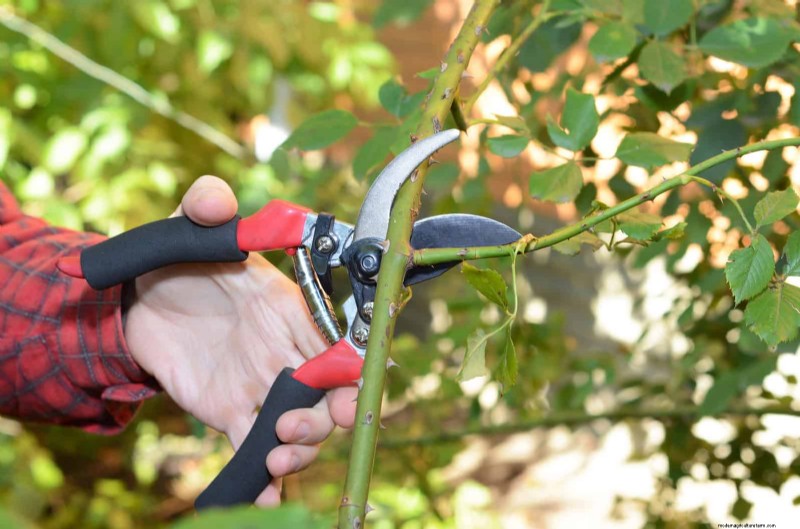 7月の剪定ガイド:剪定すべき11の植物と避けるべき7つの植物 