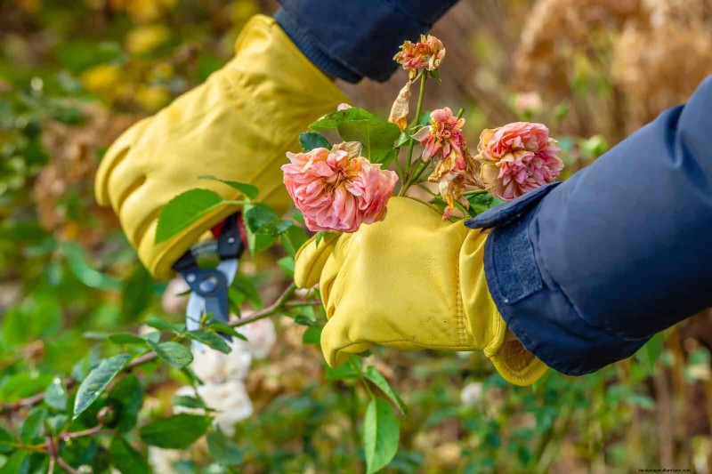 7月の剪定ガイド:剪定すべき11の植物と避けるべき7つの植物 